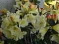 vignette Rhododendron Horizon Monarch au 28 04 11