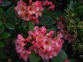 vignette Rhododendron Fire rim autre vue au 30 04 11