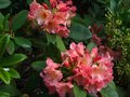 vignette Rhododendron Fire Rim gros plan au 30 04 11