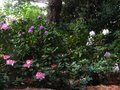 vignette Rhododendrons en sous bois au 29 04 11