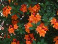 vignette Rhododendron Glowing Embers trs color et trs parfum au 30 04 11