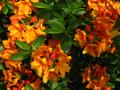 vignette Rhododendron Glowing Embers trs parfum au 02 05 11