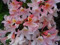 vignette Rhododendron Delicatissimum au 06 05 11