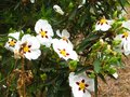 vignette Cistus Aguilari maculata et ses trs grandes fleurs au 03 05 11