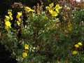 vignette Halimium Atriplicifolium autre vue au 04 05 11