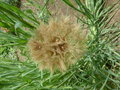 vignette Tragopogon porrifolius - Salsifis cultiv