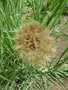 vignette Tragopogon porrifolius - Salsifis cultiv