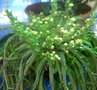 vignette Euphorbia Caput Medusae 05 2011 Ndc