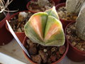 vignette astrophytum tricostatum variegata