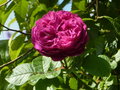 vignette Rosa - rosier ancien très parfumé