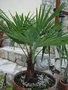 vignette Trachycarpus fortunei  03 11 08