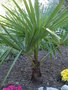 vignette Trachycarpus fortunei  21 03 2009
