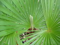 vignette Trachycarpus fortunei  01 01 2009