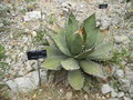 vignette Agave titanota