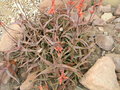 vignette Aloe cremnophila