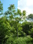 vignette Ailanthus altissima - ailanthe