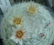 vignette Mammillaria candida 18 5 11 Ndc