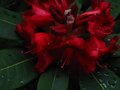 vignette Rhododendron Leo  la magnifique couleur rubis au 07 05 11