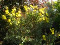 vignette Halimium atriplicifolium trs lumineux au 09 05 11