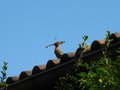 vignette Huppe surveillant mon jardin au 09 05 11