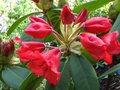 vignette Rhododendron Melville qui dbute au 09 05 11