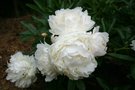 vignette Paeonia lactiflora 'Bowl of Cream'
