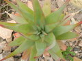 vignette Aloe sp   a