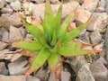 vignette Aloe sp   a