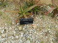 vignette Aloe schweinfurthii ' Labworana'