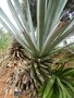 vignette Agave tquilana