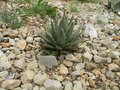 vignette Agave hoorida ssp perotensis