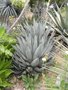 vignette Agave nigra  syn: