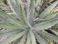 vignette Agave xylonacantha