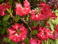 vignette Rhododendron 'Brittania'