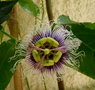 vignette passiflora edulis