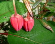 vignette crinodendron Hookerianum