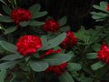 vignette Rhododendron Leo aux magnifiques fleurs couleurs rubis au 12 05 11