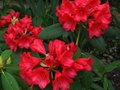 vignette Rhododendron Melville au beau rouge lumineux au 12 05 11