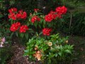 vignette Rhododendron Melville derrire le Rhododendron Amber Touch au 12 05 11