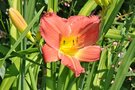 vignette Hmrocalle - Hemerocallis 'Gala Greetings'