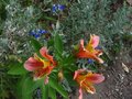 vignette Alstroemères et Salvia jamensis ardoise bleue au 15 05 11