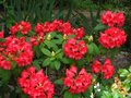 vignette Rhododendron Melville joliment fleuri au 15 05 11
