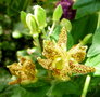 vignette tricyrtis latifolia