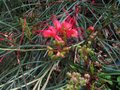 vignette Grevillea Johnsonii toujours en forme au 21 05 11