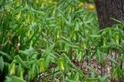 vignette Uvularia perfoliata