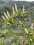 vignette Dracophyllum ramosum