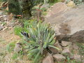 vignette Aloe plicatilis