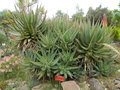 vignette Aloe comosa