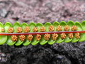 vignette Stromatopteris moniliformis