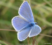 vignette L'Azur de la Bugrane ,Argus bleu' Polyommatus icarus ' mle